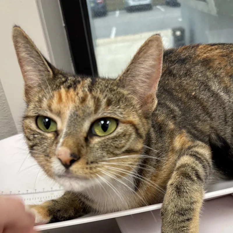 A young medium-sized female Domestic Short Hair cat named Kick Off for adoption in Columbiana, AL