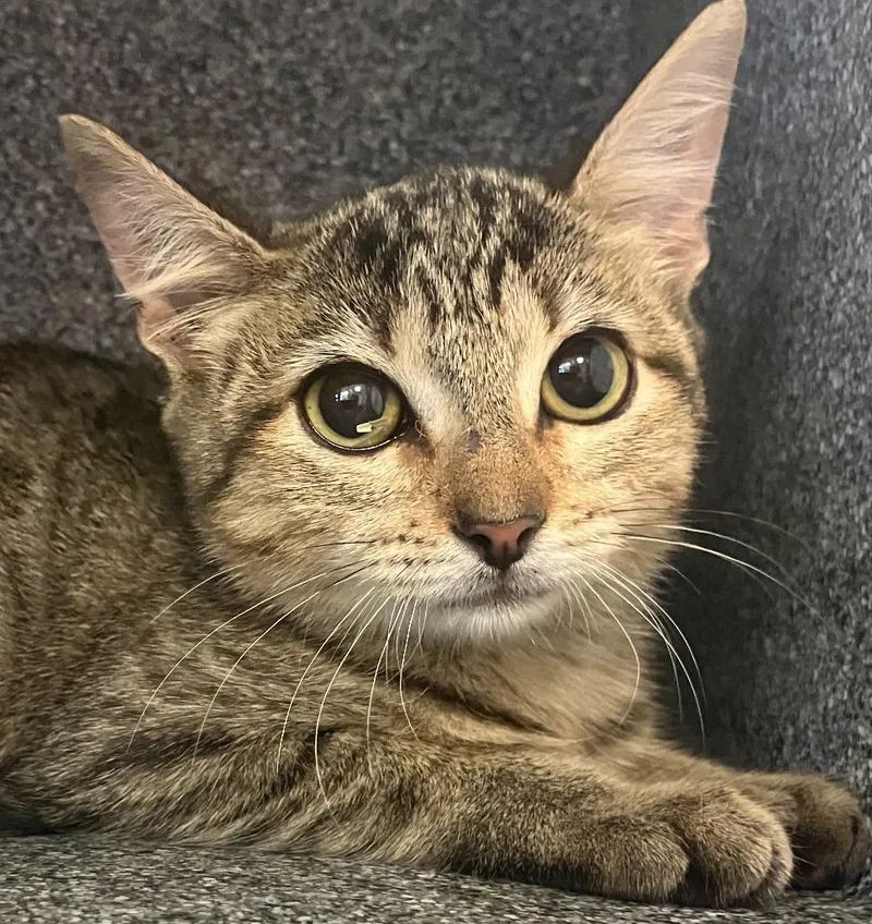 A baby medium-sized female Domestic Short Hair cat named Tokio for adoption in Brenham, TX