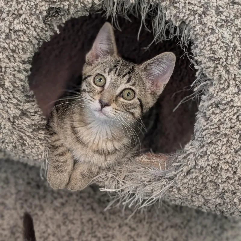 A baby medium-sized female Tabby (Buff / Tan / Fawn) Domestic Short Hair cat named Rojo for adoption in Cape Girardeau, MO