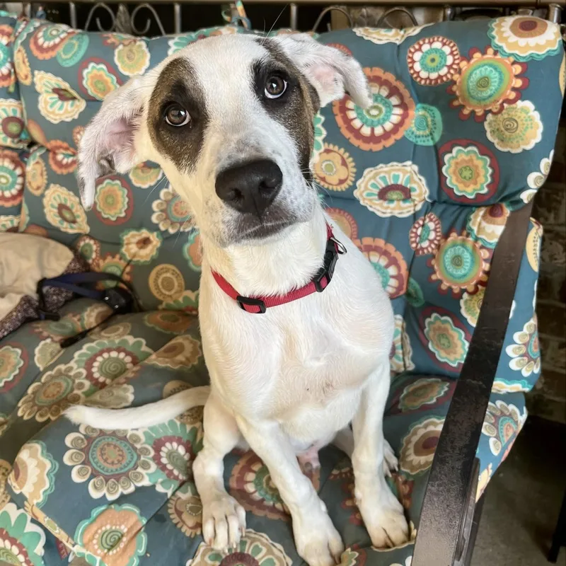 A young medium-sized male White / Cream Labrador Retriever dog named Pisten Petey for adoption in Heber Springs, AR