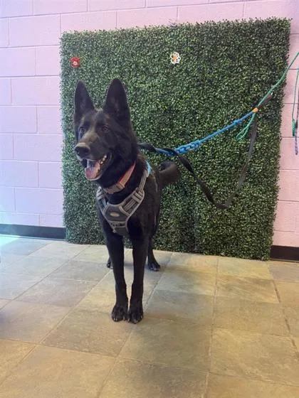 An adult large-sized female Black German Shepherd Dog dog named Luna for adoption in El Paso, TX