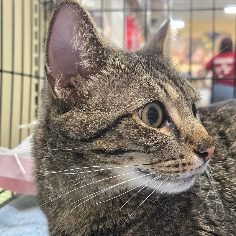 A young small-sized female Gray / Blue / Silver Domestic Short Hair cat named Carla for adoption in Fayetteville, GA