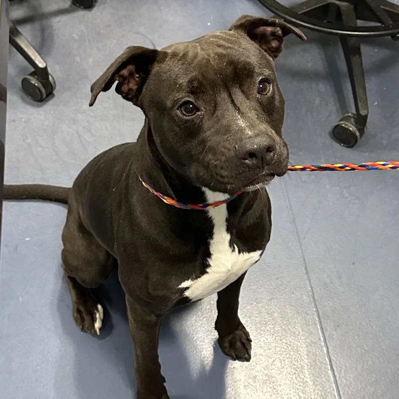 An adult medium-sized male Black Pit Bull Terrier dog named Kirk for adoption in Greensboro, NC