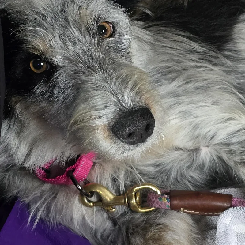 A young medium-sized female Airedale Terrier dog named Missy for adoption in Gunnison, CO