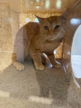 An adult medium-sized female Domestic Short Hair cat named Universe for adoption in Lafayette, IN