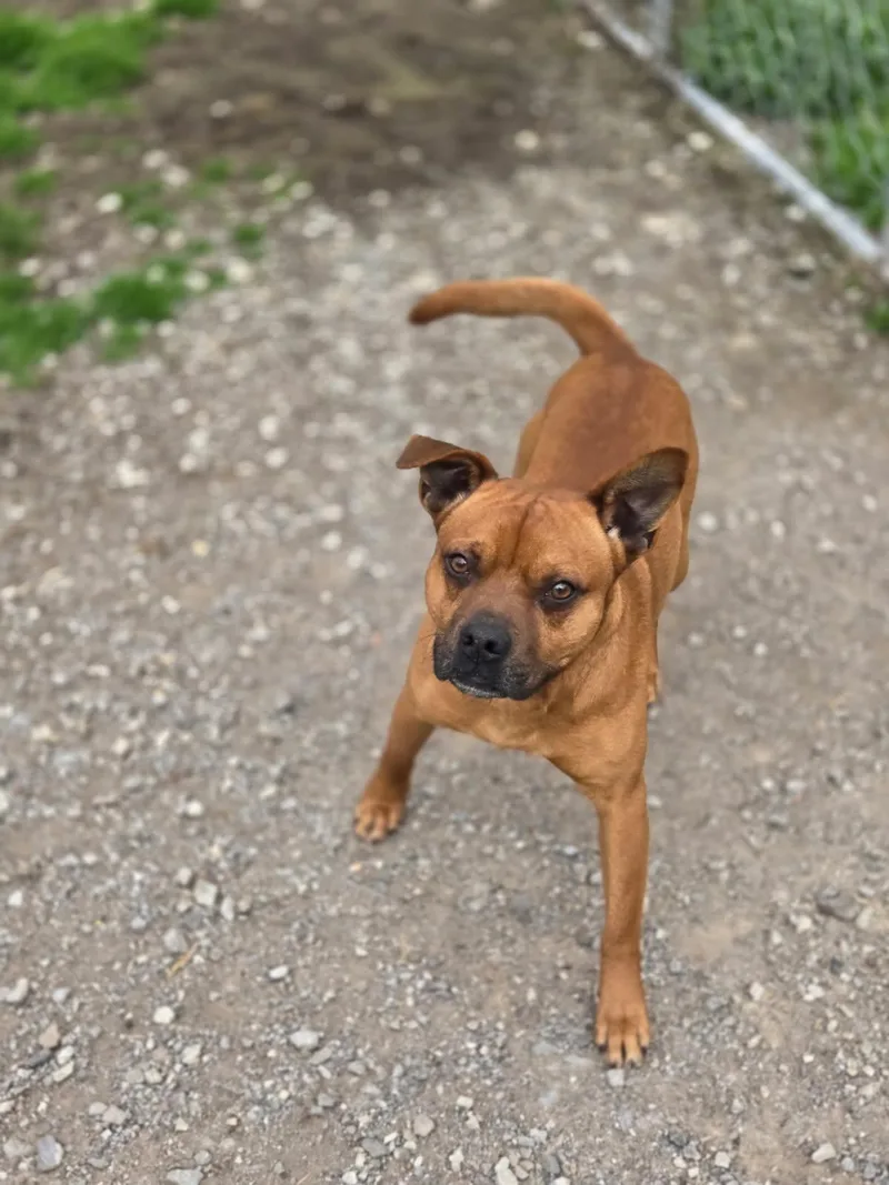 A young small-sized male Mixed Breed dog named Butch for adoption in Chatsworth, GA
