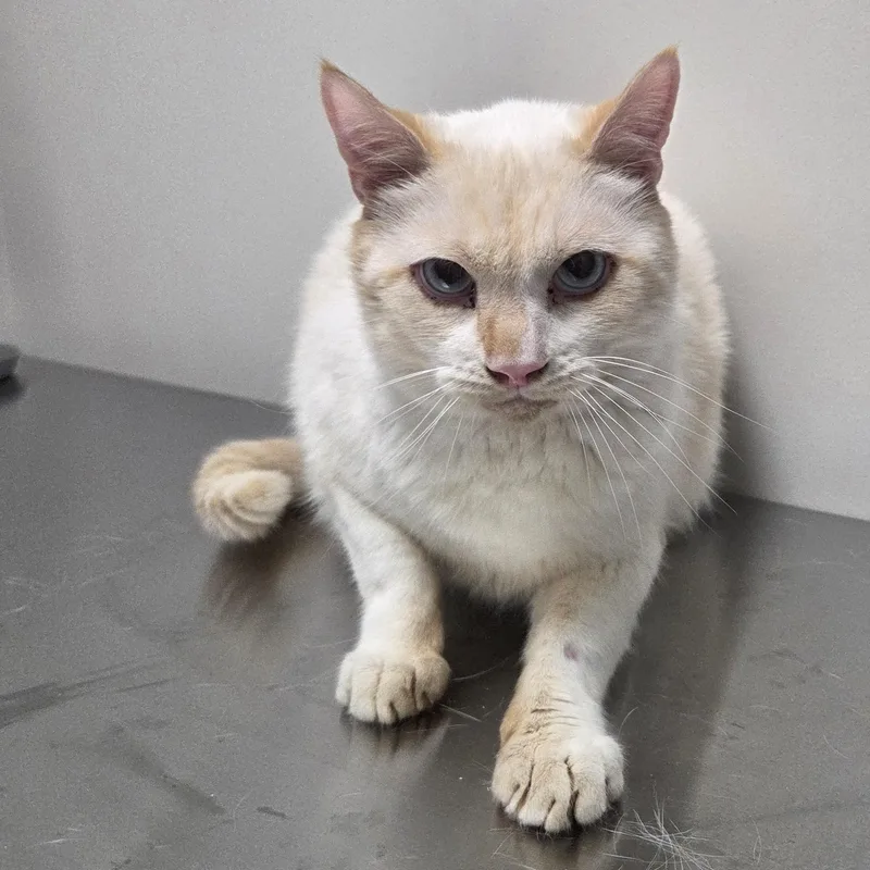 An adult medium-sized male Buff & White Domestic Short Hair cat named Snoball for adoption in SNOW HILL, NC