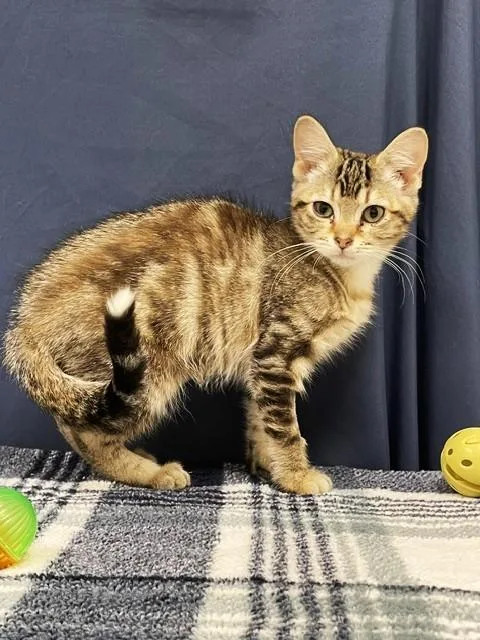 Tostito