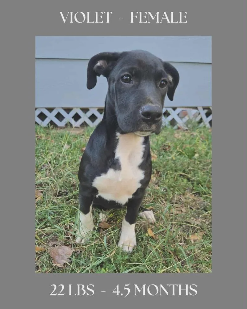 The Bridge Litter  thumbnail 2