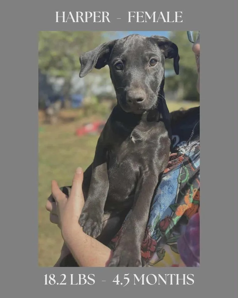 The Bridge Litter  thumbnail 3