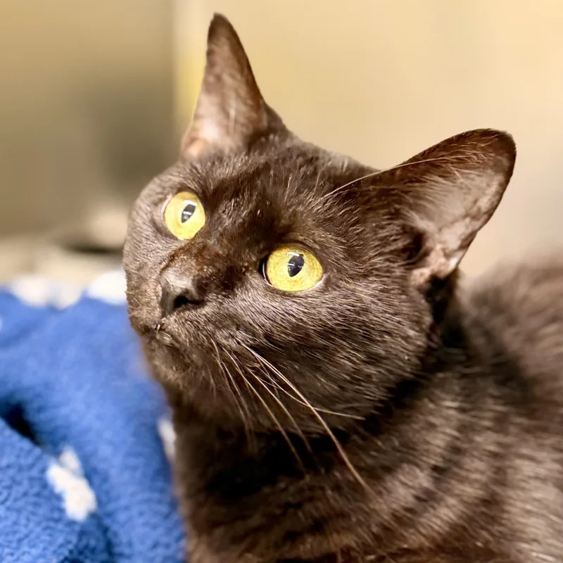 A senior medium-sized female Black Domestic Short Hair cat named Nessa for adoption in Jackson, NJ
