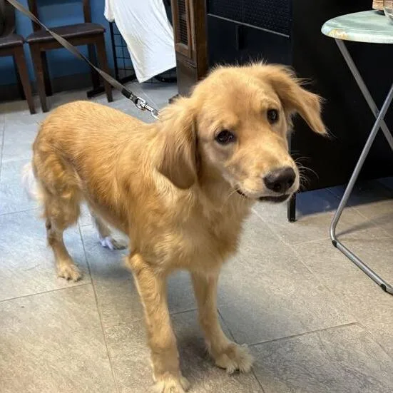 An adult large-sized female Golden Retriever dog named Muna for adoption in Carencro, LA