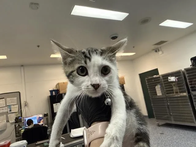 A baby small-sized female Domestic Short Hair cat named A for adoption in Thousand Palms, CA