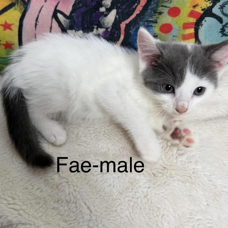 A baby small-sized male White Domestic Short Hair cat named Fae for adoption in Floresville, TX