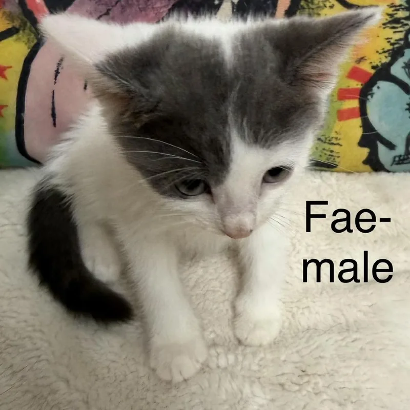 Fae thumbnail 3
