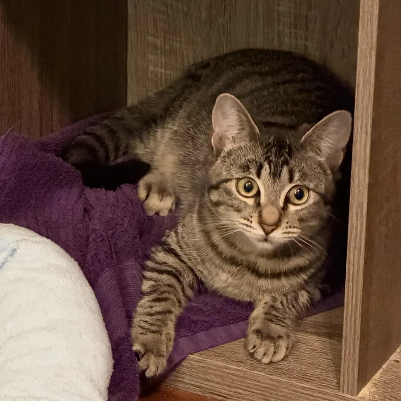 Nala thumbnail 4