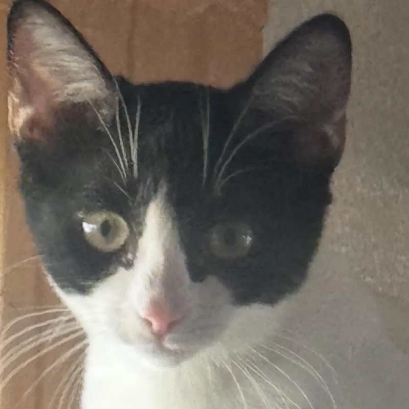 A baby medium-sized male Black Domestic Short Hair cat named Batman for adoption in Long Beach, CA