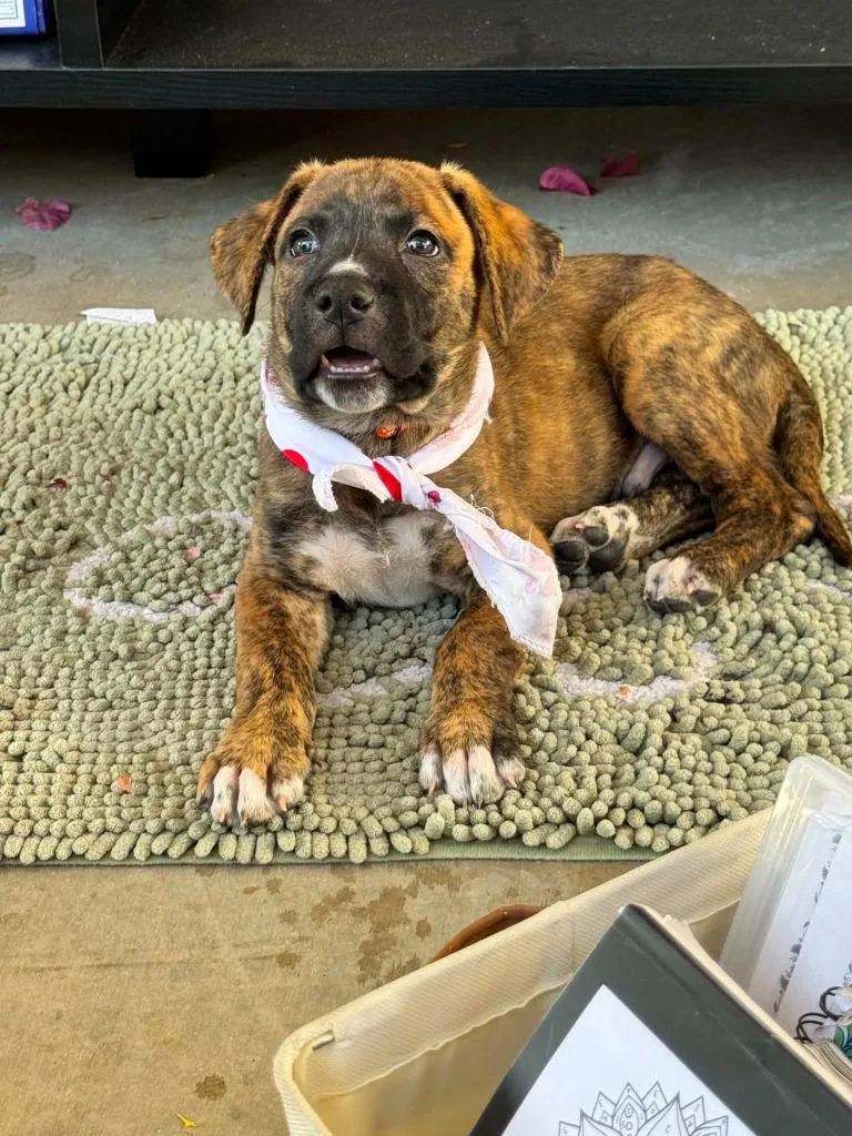 A baby small-sized male Mixed Breed dog named Ringo for adoption in Mesa, AZ