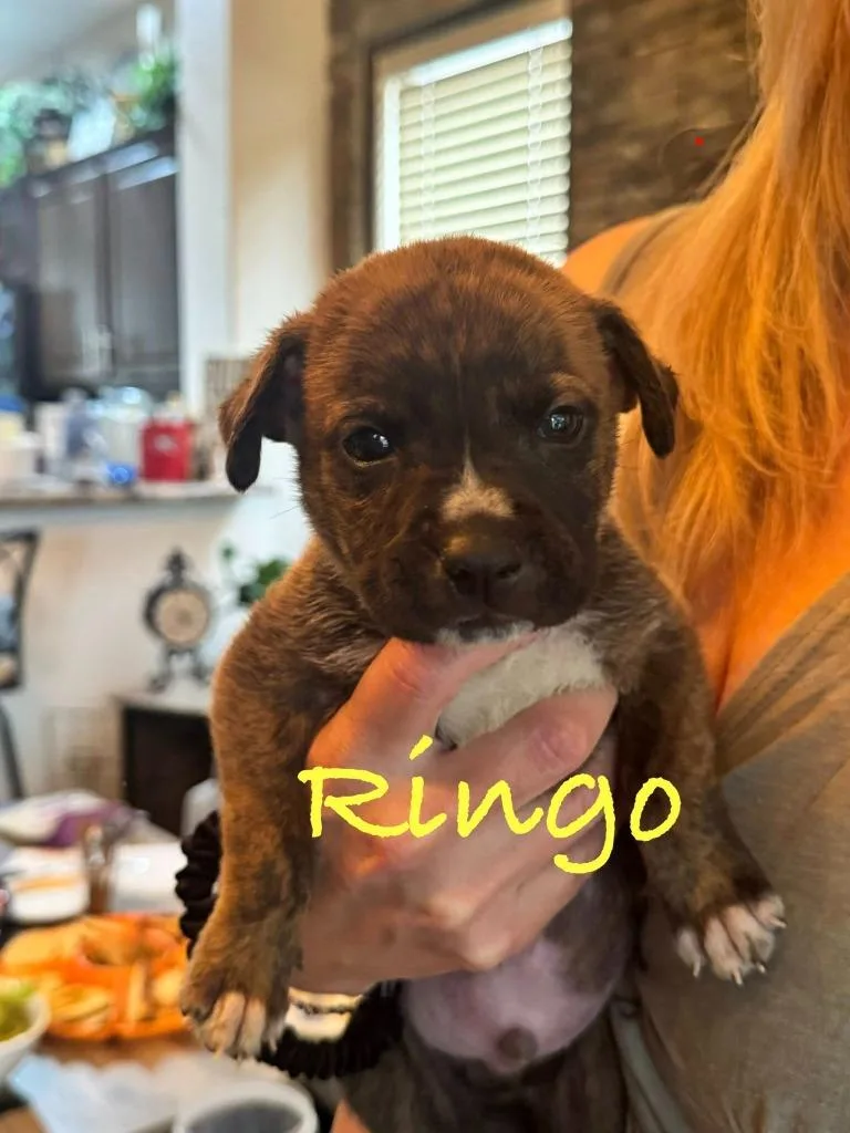 Ringo thumbnail 2