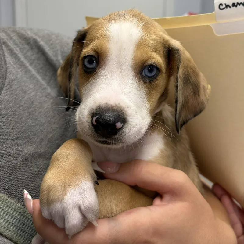 A baby small-sized male White / Cream Coonhound dog named Champagne for adoption in Delaware, OH