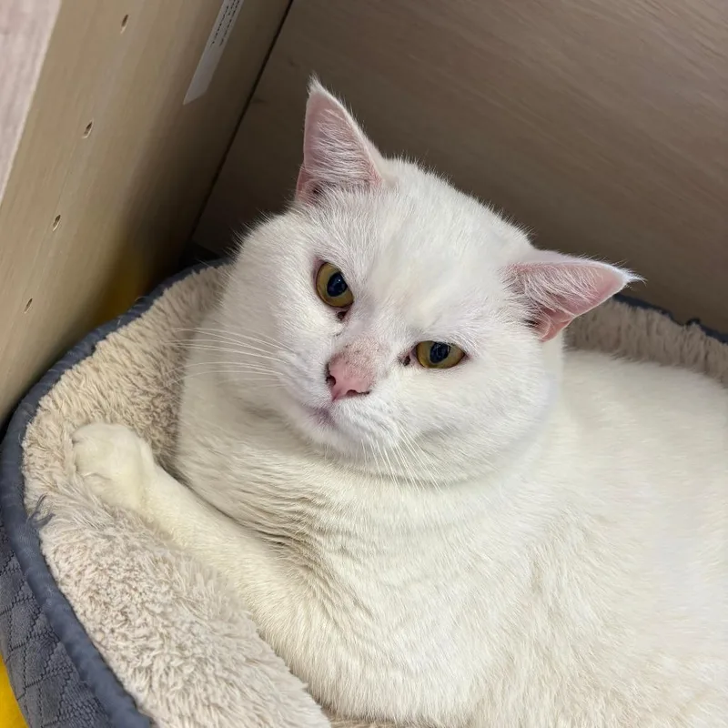 An adult extra large-sized male White American Shorthair cat named Big Boy for adoption in Brockton, MA