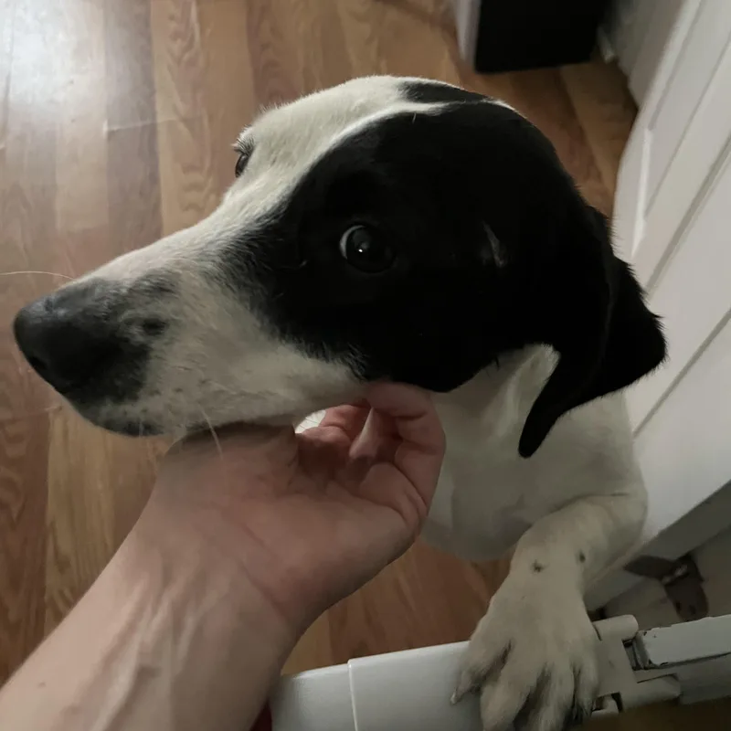 Snoopy thumbnail 5
