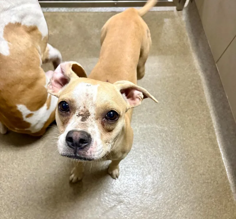 A young medium-sized female Mixed Breed dog named Mabel for adoption in Rome, GA