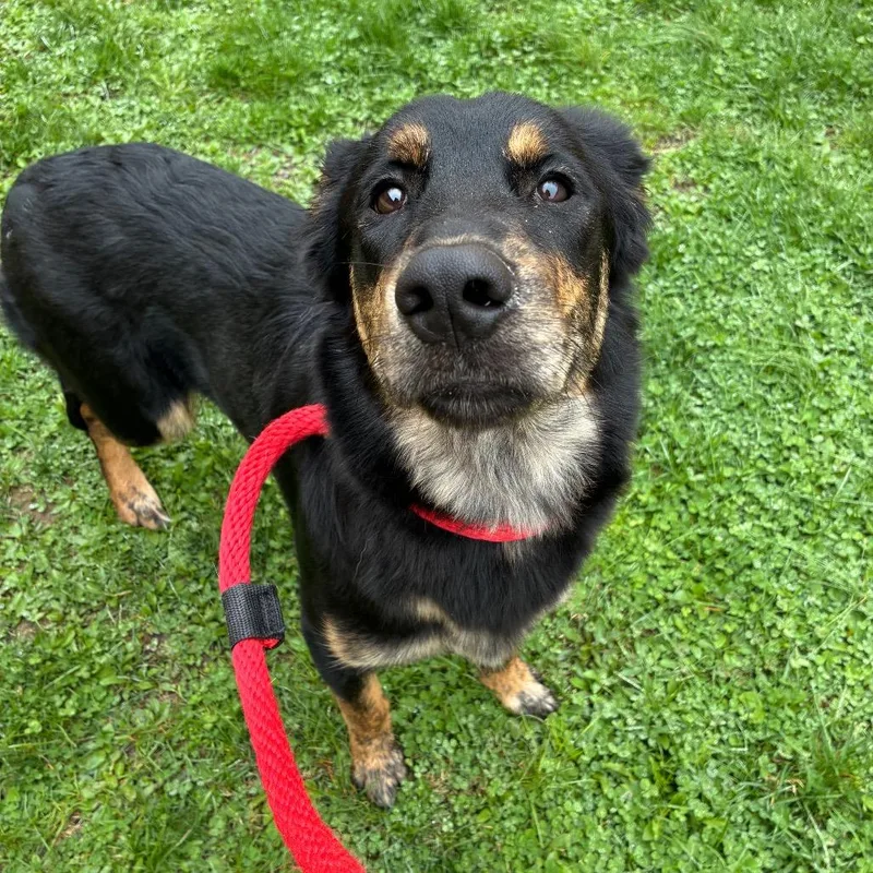 Felix Planet thumbnail 2