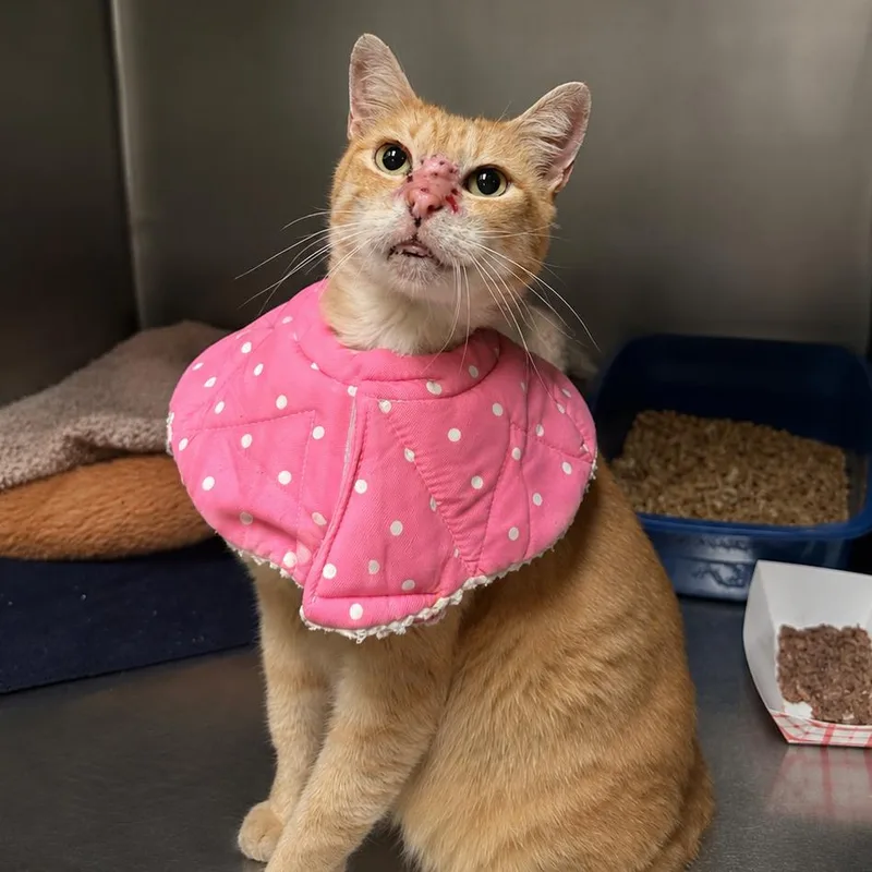 An adult large-sized male Orange / Red Domestic Short Hair cat named Agent for adoption in Titusville, FL