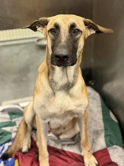 A young large-sized female Mixed Breed dog named Cayetana for adoption in Dallas, TX