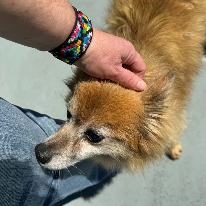 A senior small-sized male Yellow / Tan / Blond / Fawn Pomeranian dog named Bingo for adoption in Washington, DC