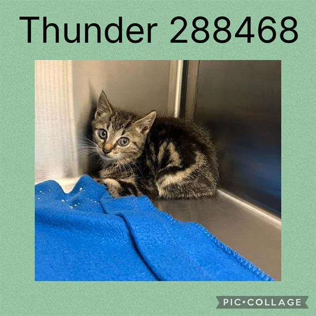A baby small-sized male Domestic Short Hair cat named Thunder for adoption in Macon, GA