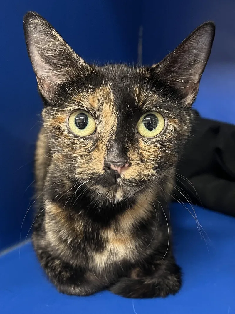 A young medium-sized female Domestic Short Hair cat named Cider for adoption in Johnston, RI