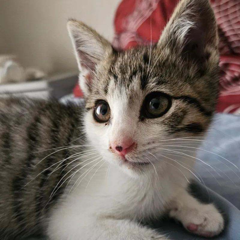 A baby small-sized female Cream / Ivory Domestic Short Hair cat named Osuki for adoption in Pacific Palisades, CA