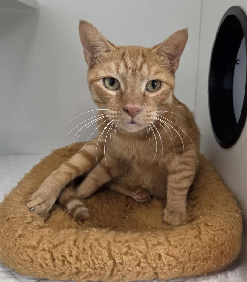 A young medium-sized female Orange / Red Domestic Short Hair cat named Springlowe for adoption in Satellite Beach, FL
