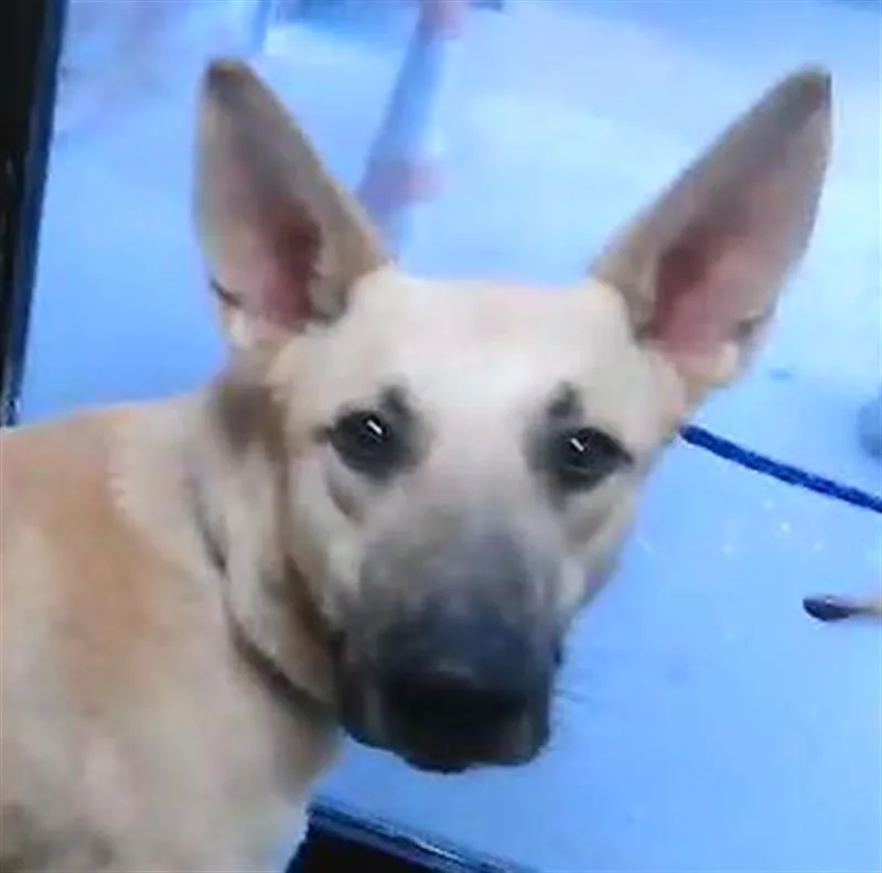 A young large-sized male German Shepherd Dog dog named Stewart Little for adoption in Tulsa, OK