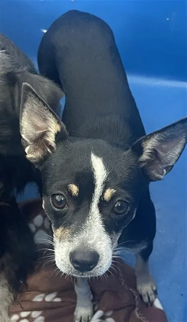 A young small-sized female Mixed Breed dog named Patsy for adoption in Dallas, TX