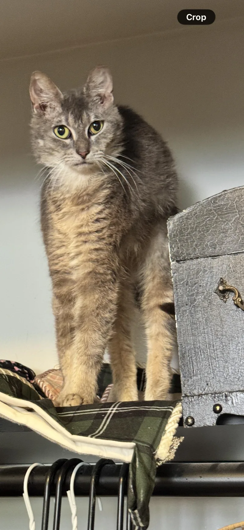 A senior small-sized female Smoke Domestic Short Hair cat named Olive for adoption in Canton, OH