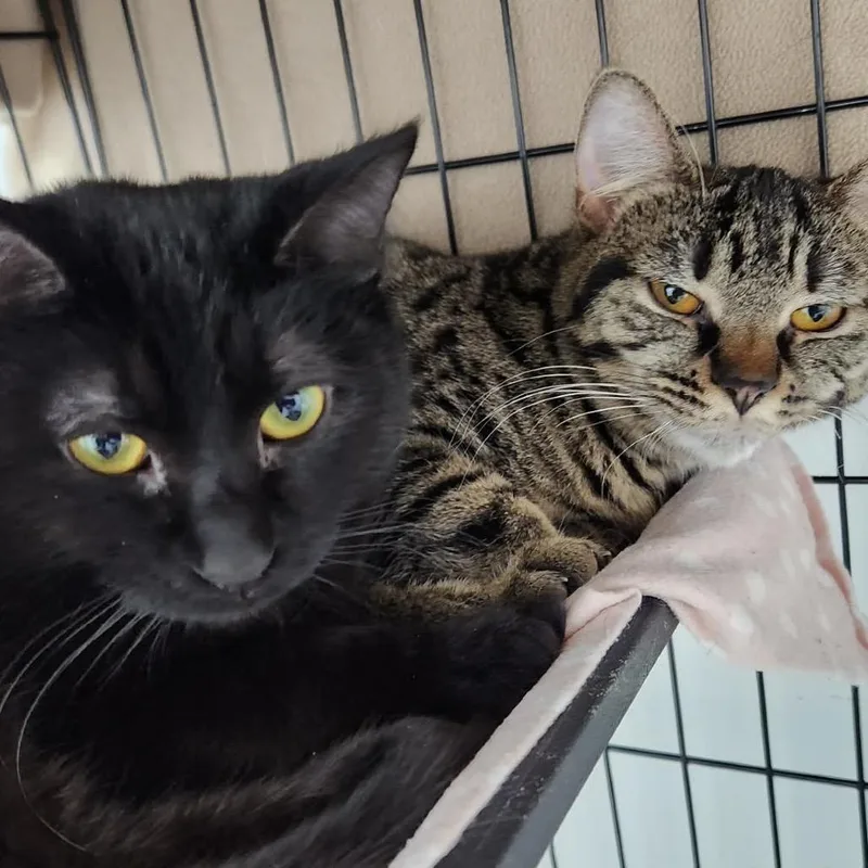 A young medium-sized female Brown / Chocolate Domestic Short Hair cat named Lightning for adoption in West Olive, MI