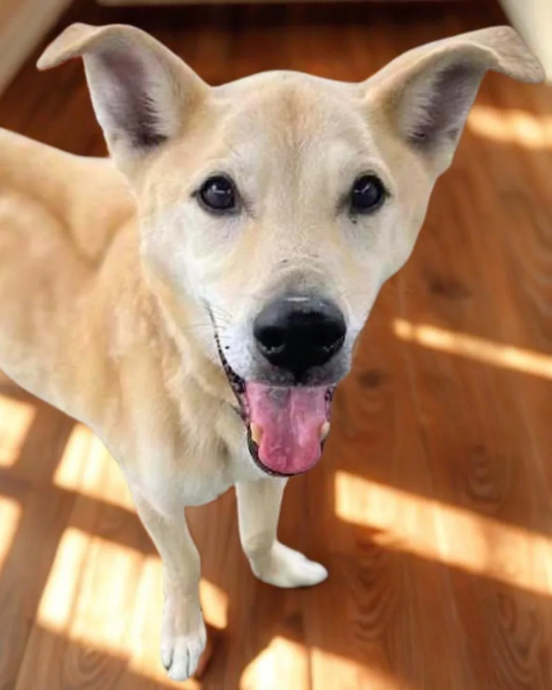 A senior medium-sized male Husky dog named LongTerm Project for adoption in New York, NY
