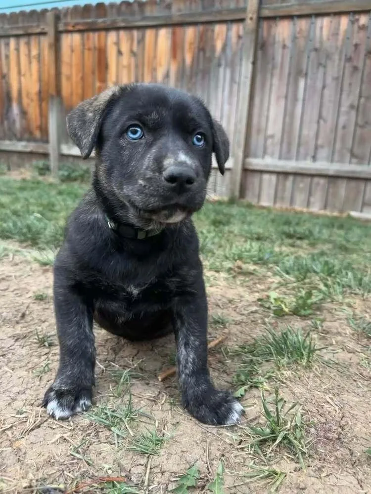 Cosmo
