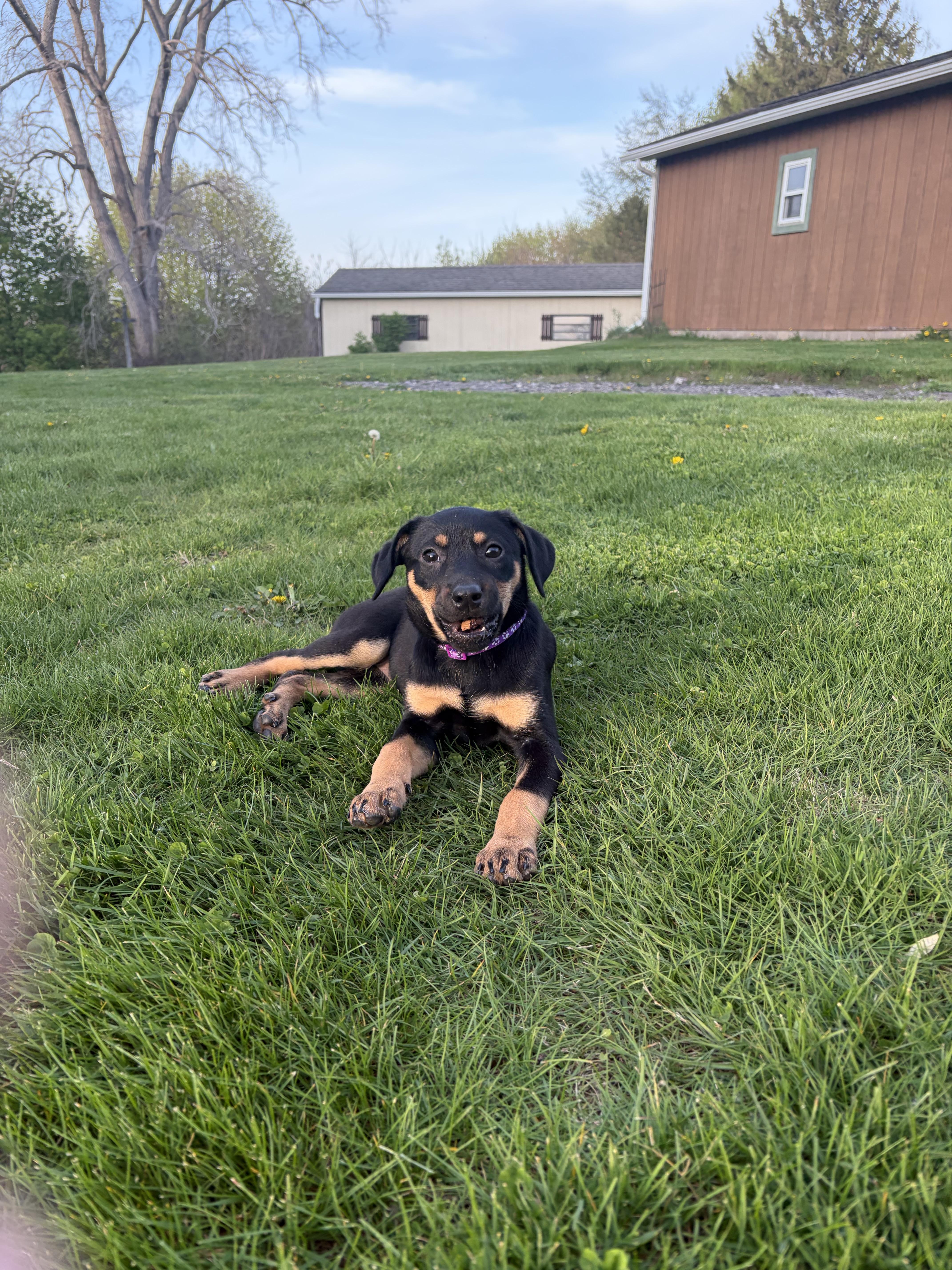 A baby medium-sized female Mixed Breed dog named Logan for adoption in Rochester , NY