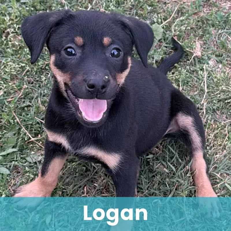 Logan thumbnail 3