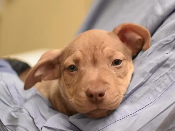 A baby small-sized female Pit Bull Terrier dog named Hiking for adoption in Portland, OR