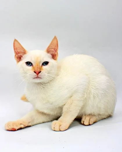 A baby small-sized male Siamese cat named Phantom for adoption in Morton Grove, IL