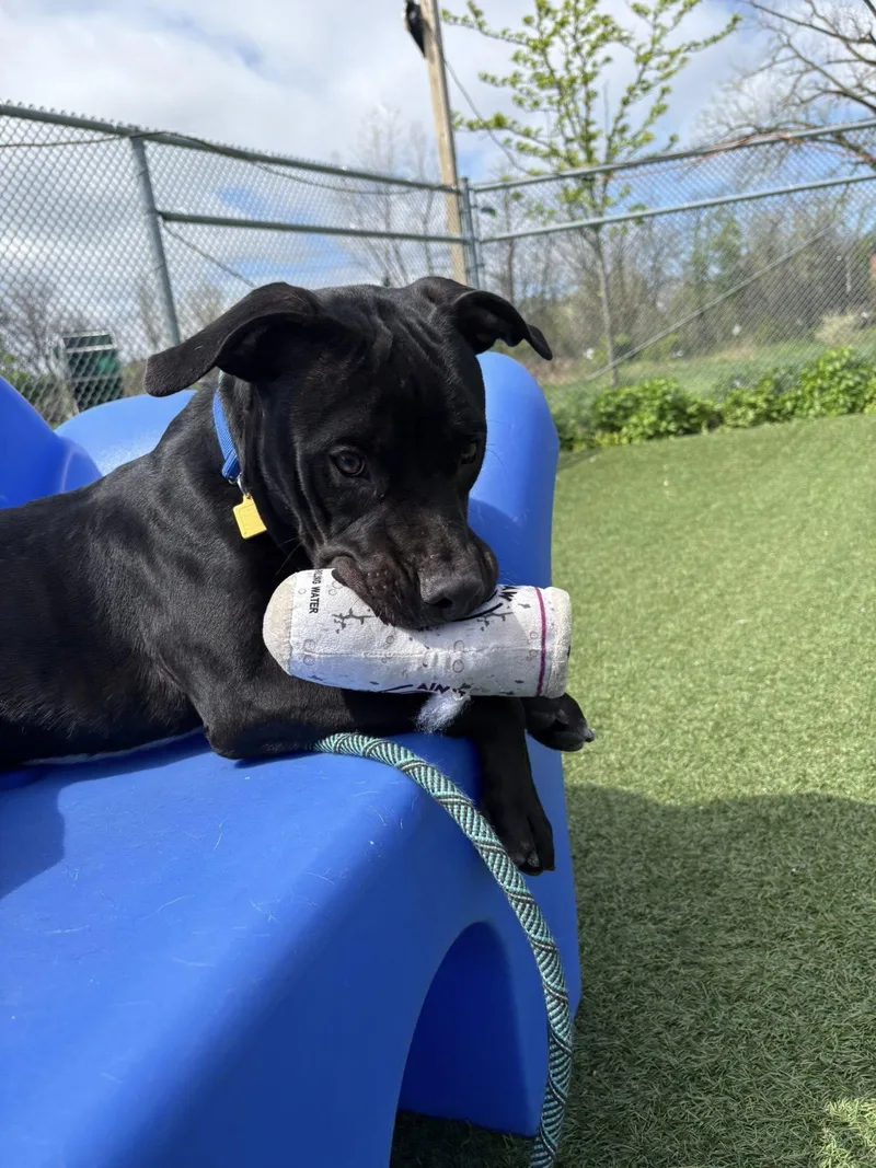 A young medium-sized male Black Pit Bull Terrier dog named Keno for adoption in Cleveland, OH