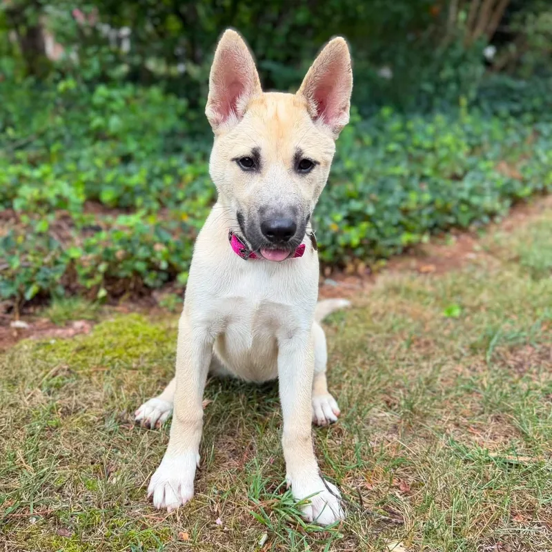 A baby small-sized female Yellow / Tan / Blond / Fawn Shepherd dog named Harlo for adoption in Greensboro, NC
