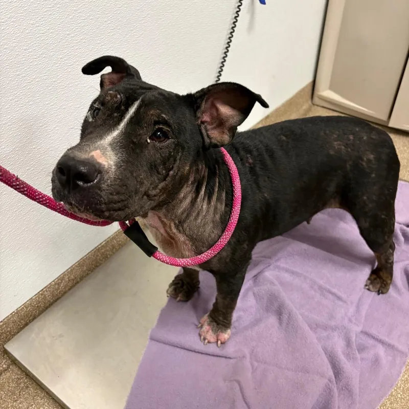 An adult medium-sized female Black Pit Bull Terrier dog named Polly Pocket for adoption in League City, TX