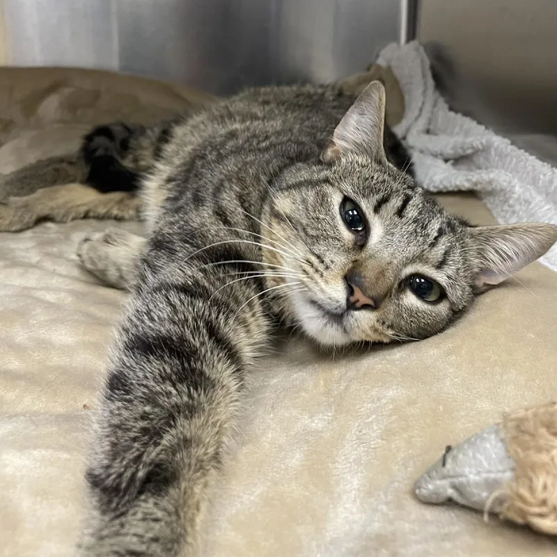 A young medium-sized male Domestic Short Hair cat named Felix for adoption in Westhampton, NY