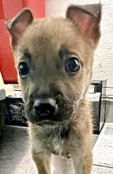 A baby small-sized female Labrador Retriever dog named Nova for adoption in Houston, TX